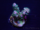 WYSIWYG Acropora Mariculture acclimated LED