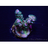 WYSIWYG Acropora Maricultura aclimatada LED