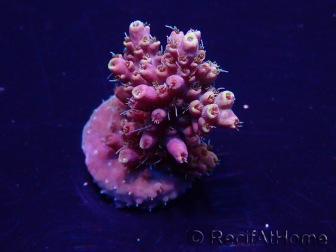 WYSIWYG Acropora Maricultura aclimatada LED