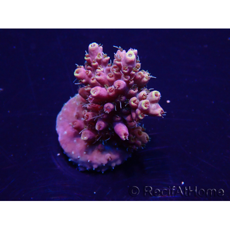 WYSIWYG Acropora Maricoltura acclimatata a LED
