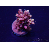 WYSIWYG Acropora Marikultur akklimatisiert LED