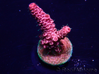 WYSIWYG Acropora Maricoltura acclimatata a LED