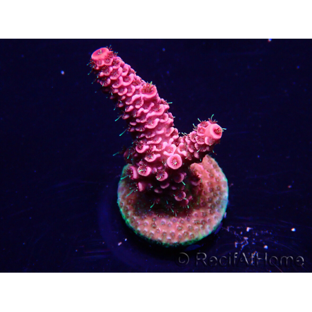 WYSIWYG Acropora Mariculture acclimated LED