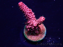WYSIWYG Acropora Maricultuur geacclimatiseerd LED