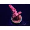 WYSIWYG Acropora Mariculture acclimated LED