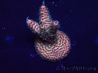 WYSIWYG Acropora Maricoltura acclimatata a LED