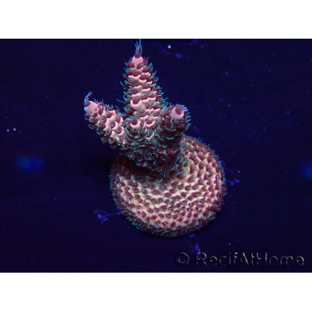 WYSIWYG Acropora Mariculture acclimated LED