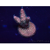 WYSIWYG Acropora Maricultura aclimatada LED