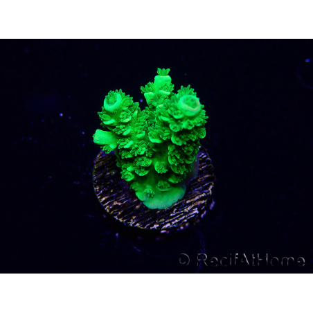 WYSIWYG Acropora Mariculture acclimated LED