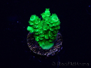 WYSIWYG Acropora Maricultuur geacclimatiseerd LED