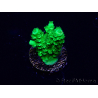 WYSIWYG Acropora Marikultur akklimatisiert LED