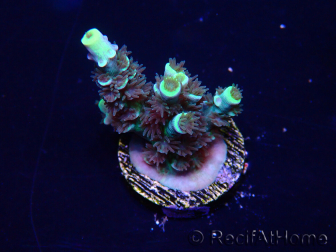 WYSIWYG Acropora Marikultur akklimatisiert LED