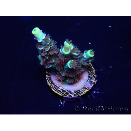 WYSIWYG Acropora Maricultura aclimatada LED