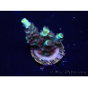 WYSIWYG Acropora Mariculture acclimated LED
