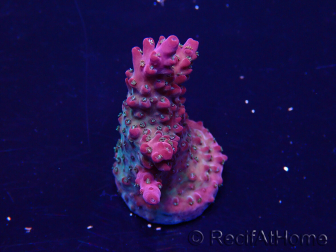 WYSIWYG Acropora Maricultuur geacclimatiseerd LED