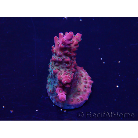 WYSIWYG Acropora Maricultura aclimatada LED