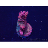 WYSIWYG Acropora Marikultur akklimatisiert LED