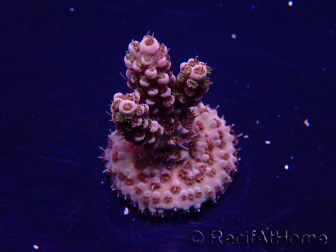 WYSIWYG Acropora Marikultur akklimatisiert LED