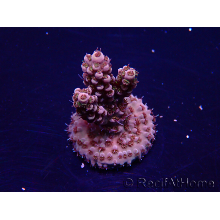 WYSIWYG Acropora 15U1 Mariculture acclimaté led