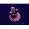 WYSIWYG Acropora Maricultuur geacclimatiseerd LED