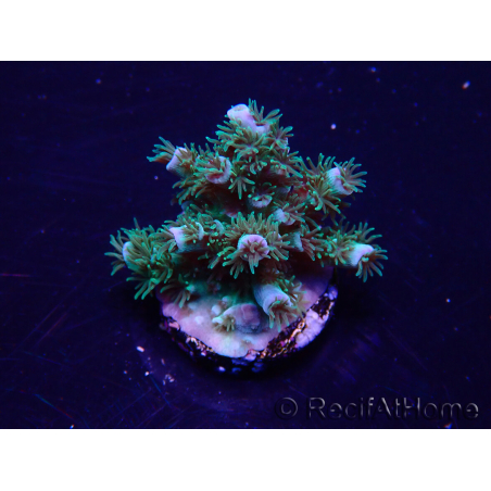 WYSIWYG Acropora Maricultuur geacclimatiseerd LED