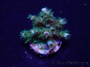 WYSIWYG Acropora Marikultur akklimatisiert LED