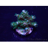 WYSIWYG Acropora Maricultura aclimatada LED