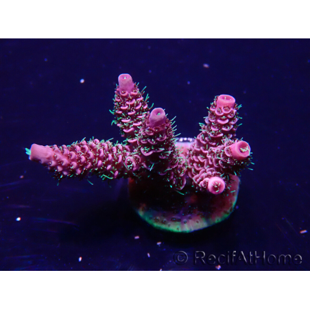 WYSIWYG Acropora Maricoltura acclimatata a LED