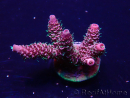 WYSIWYG Acropora Mariculture acclimated LED