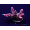 WYSIWYG Acropora Maricultura aclimatada LED