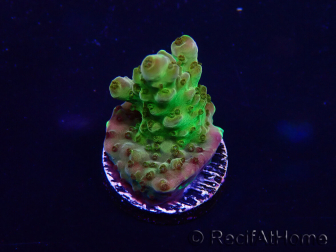 WYSIWYG Acropora Maricultuur geacclimatiseerd LED