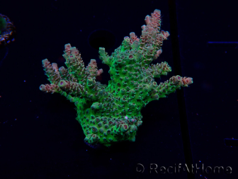 WYSIWYG Acropora Maricultura aclimatada LED