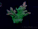 WYSIWYG Acropora Mariculture acclimated LED