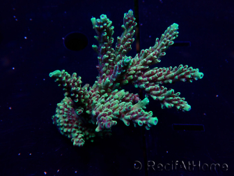 WYSIWYG Acropora Marikultur akklimatisiert LED