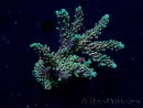 WYSIWYG Acropora Maricoltura acclimatata a LED