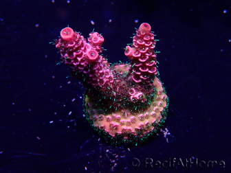 WYSIWYG Acropora Maricultura aclimatada LED