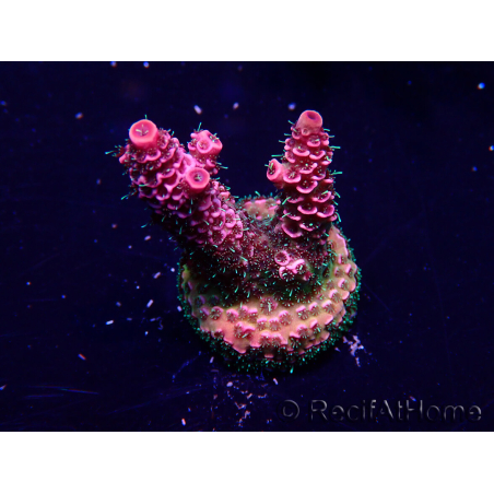 WYSIWYG Acropora Marikultur akklimatisiert LED