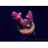 WYSIWYG Acropora Mariculture acclimated LED