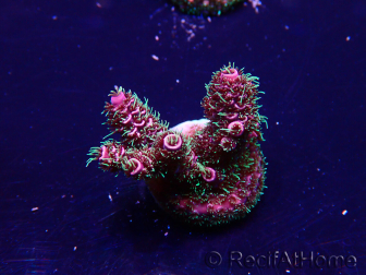 WYSIWYG Acropora Maricoltura acclimatata a LED