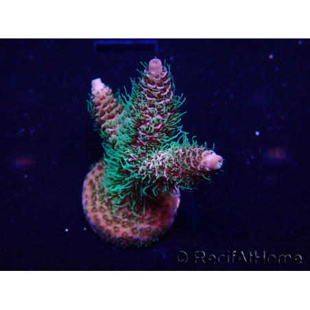 WYSIWYG Acropora Maricoltura acclimatata a LED