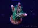 WYSIWYG Acropora 15V3 Mariculture acclimaté led