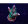 WYSIWYG Acropora Mariculture acclimated LED