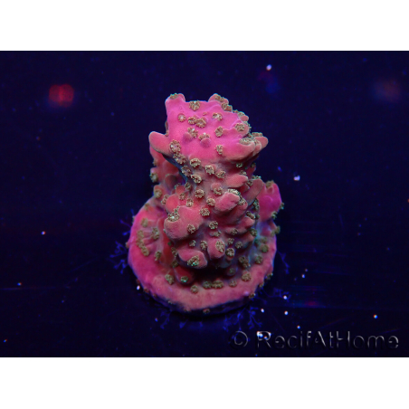 WYSIWYG Acropora 15V4 Mariculture acclimaté led