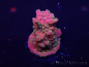 WYSIWYG Acropora Mariculture acclimated LED