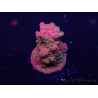 WYSIWYG Acropora 15V4 Mariculture acclimaté led