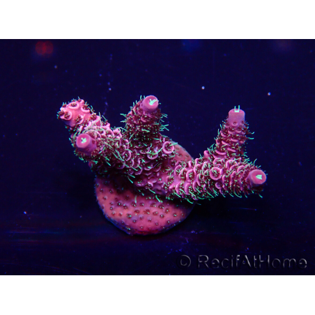 WYSIWYG Acropora 15V6 Mariculture acclimaté led