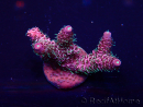WYSIWYG Acropora Maricoltura acclimatata a LED