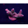 WYSIWYG Acropora 15V6 Mariculture acclimaté led