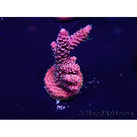 WYSIWYG Acropora Maricultuur geacclimatiseerd LED