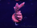 WYSIWYG Acropora Maricoltura acclimatata a LED